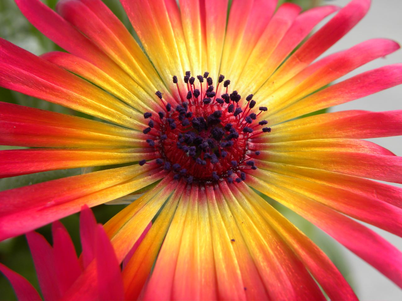 Dorotheanthus bellidiformis.