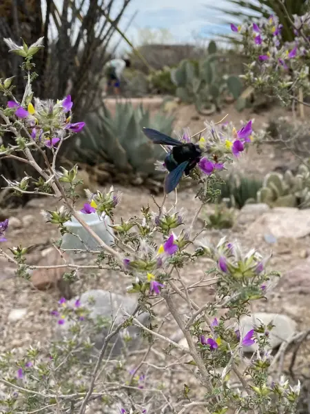 Scaled image Feather_dalea_with_carpenter_bee.webp 