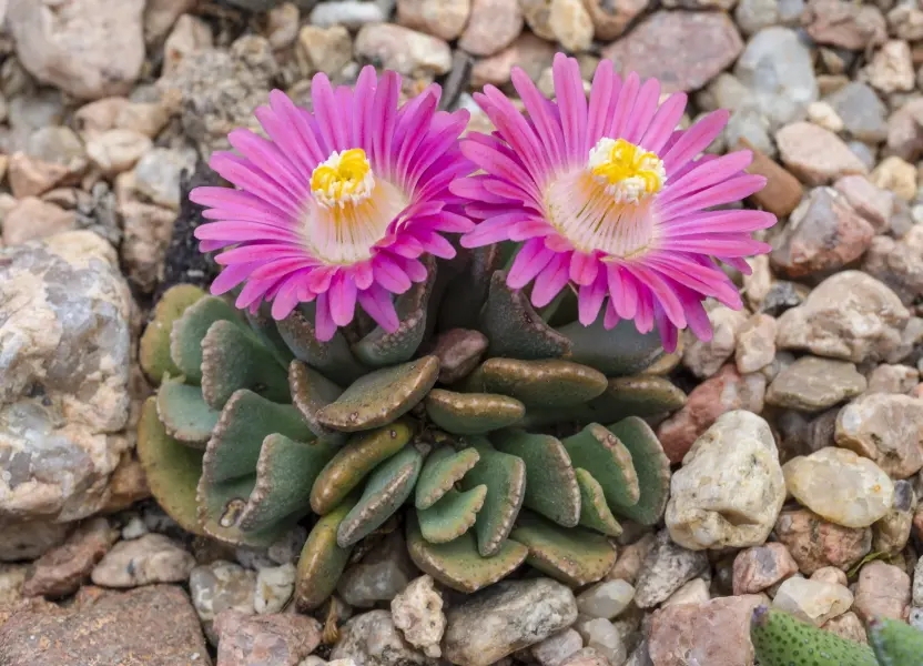 Scaled image AloinopsisPinkPaws.webp 