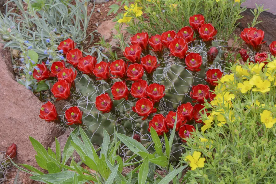 Scaled image EchinocereusTrig.webp 
