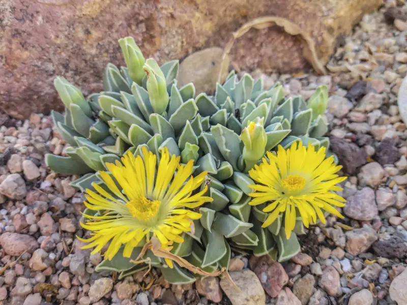 Scaled image FaucariaBosscheana.webp 