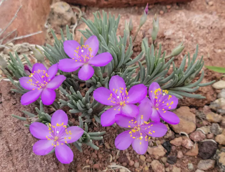 Scaled image PhemeranthusBrevicaulis.webp 