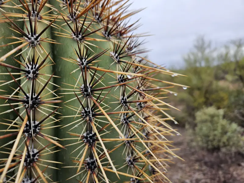 Scaled image rain.webp 