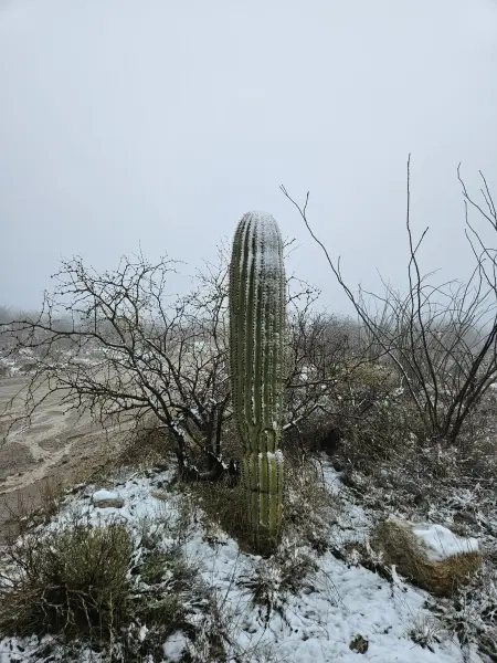 Scaled image snow.webp 