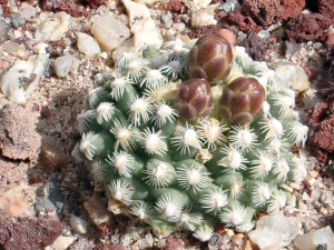 Young P. knowltonii with bud