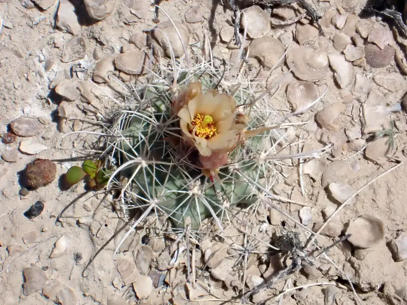 Scaled image P5042624.webp 