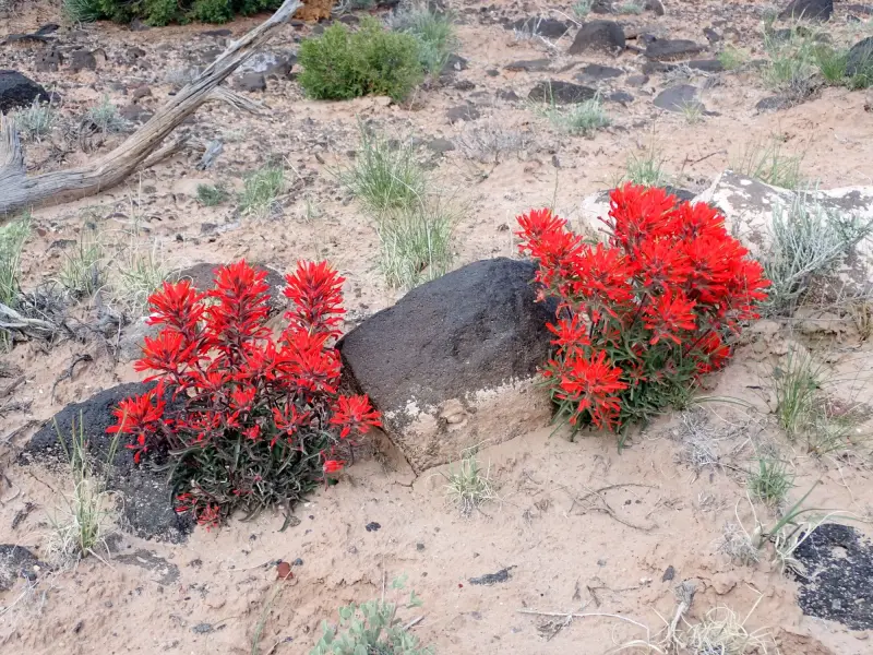 Scaled image P5052720.webp 