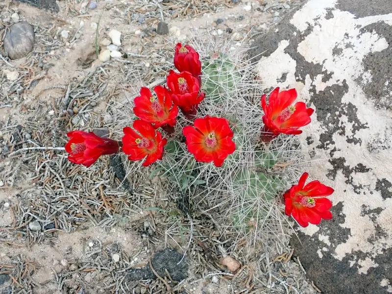 Scaled image P5052721.webp 