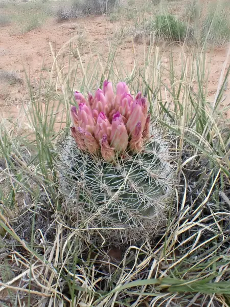 Scaled image P5052731.webp 