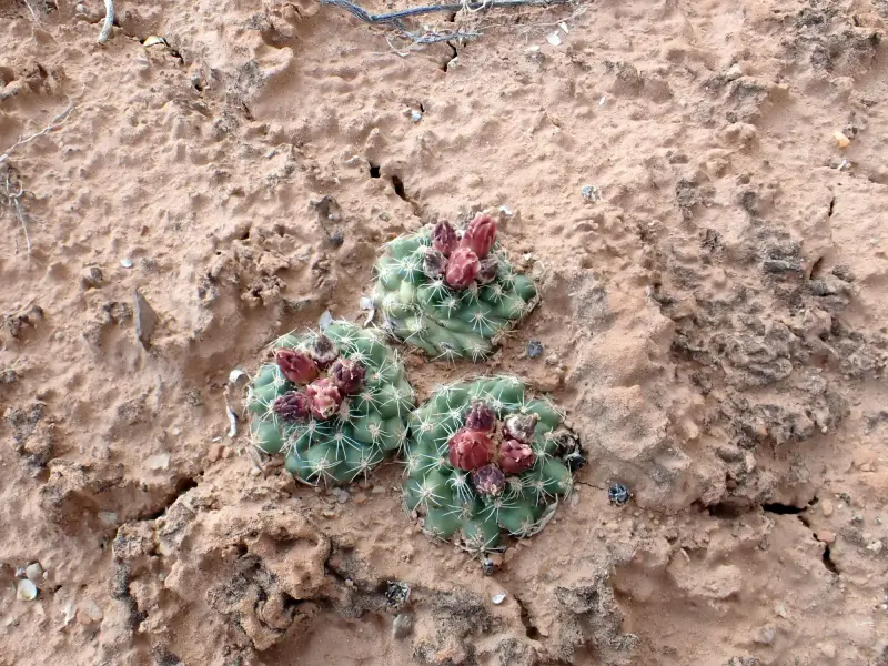 Scaled image P5052747.webp 