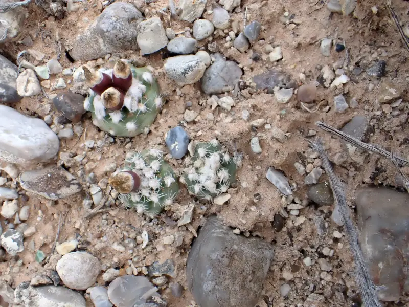 Scaled image P5052811.webp 