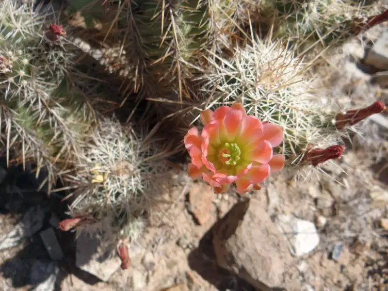 Scaled image DSC04715_new.webp 