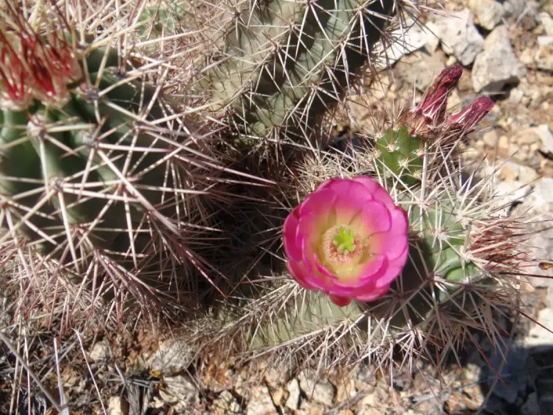 Scaled image DSC04720_new.webp 