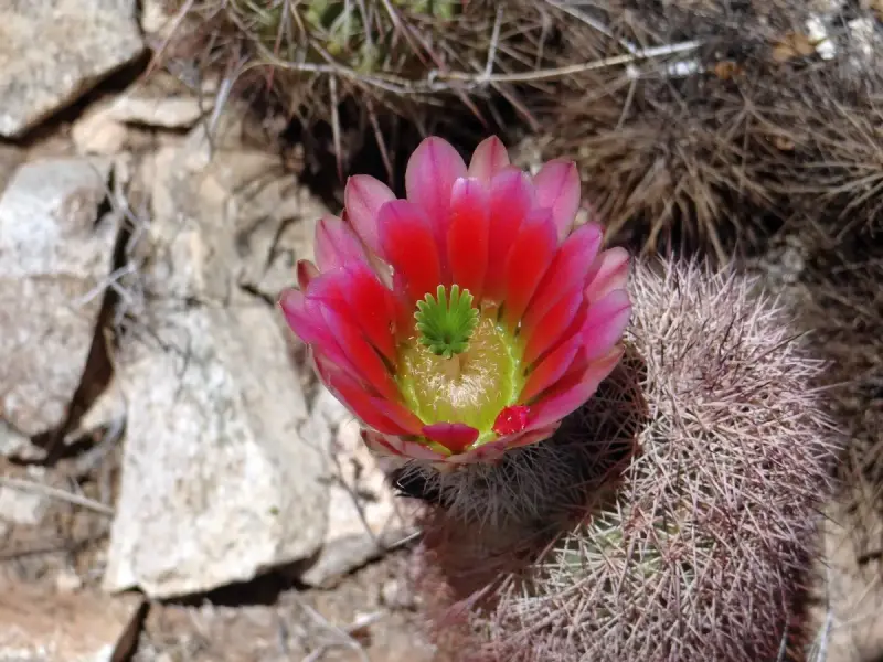 Scaled image DSC04747_new.webp 