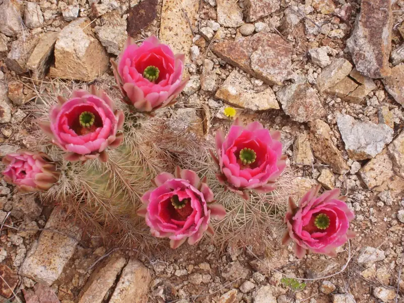 Scaled image Picture1A.webp 