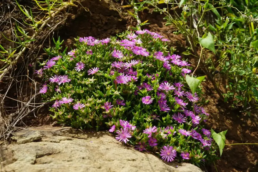 Scaled image Delospermas.webp 