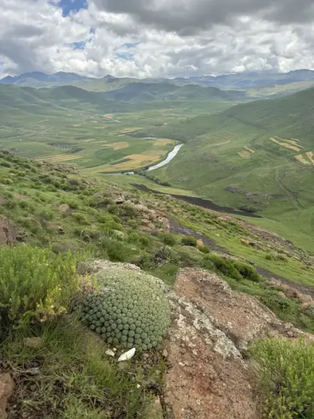 Scaled image EyohorbiaClavaroides.webp 