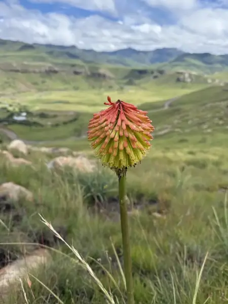 Scaled image Kniphofias.webp 