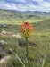 Thumbnail Kniphofias.webp 