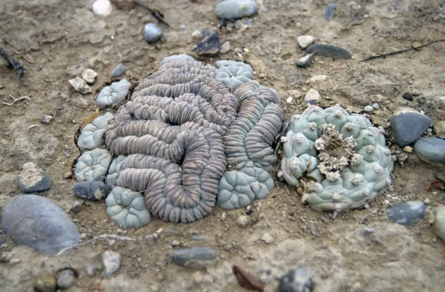 Scaled image Lophophora_williamsii_crest.webp 