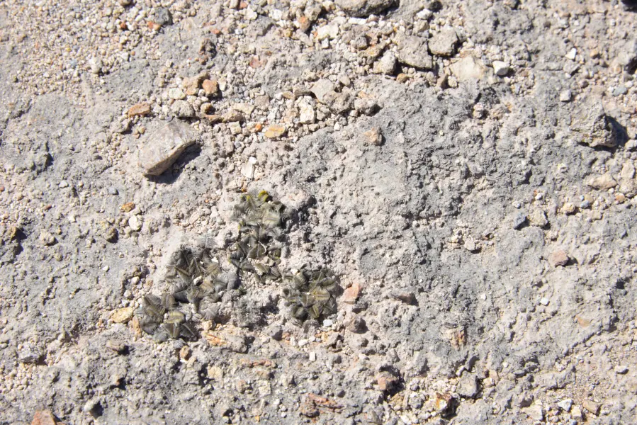 Scaled image Mammillaria_bertholdii.webp 