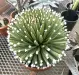 Thumbnail Agave_albopilosa.webp 