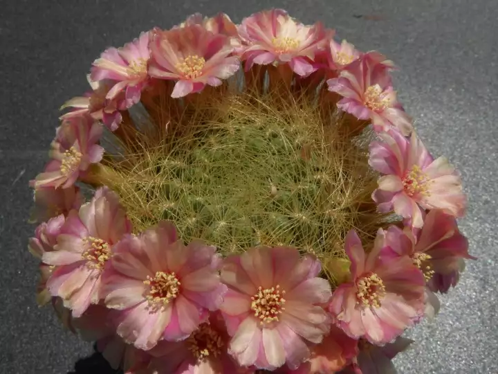 Scaled image DSCN0301_3.webp 