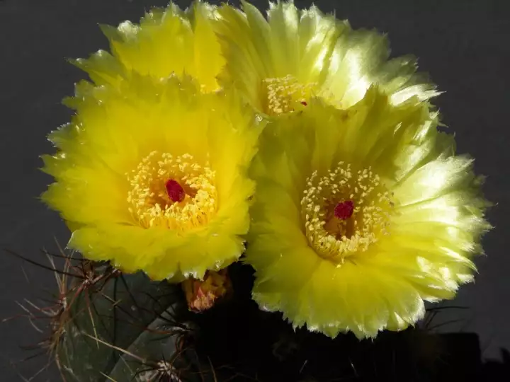 Scaled image DSCN0427.webp 