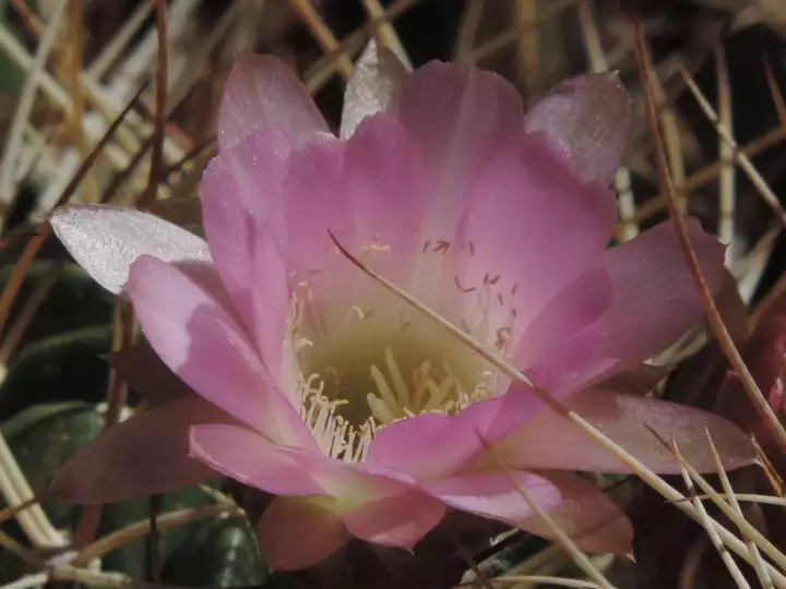 Scaled image DSCN8461.webp 