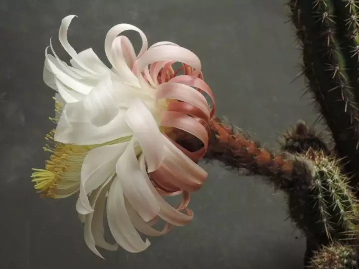 Scaled image DSCN8657.webp 