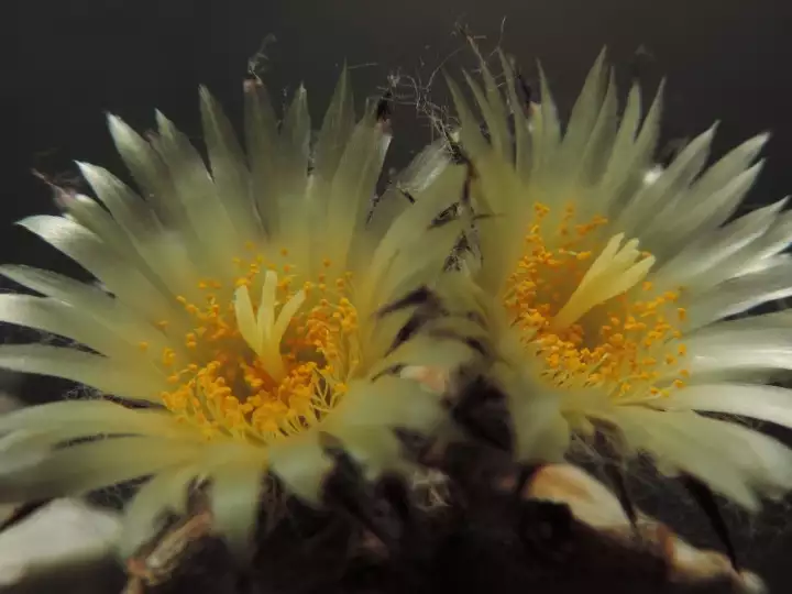 Scaled image DSCN8686.webp 