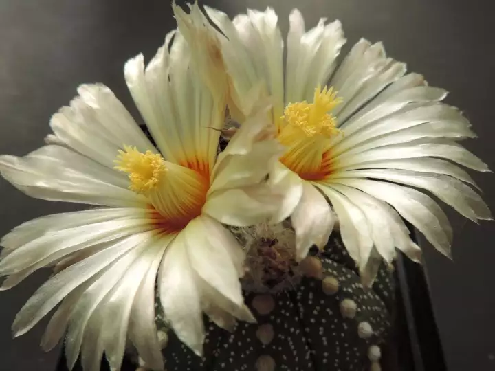 Scaled image DSCN8695_3.webp 