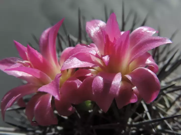 Scaled image DSCN8725.webp 