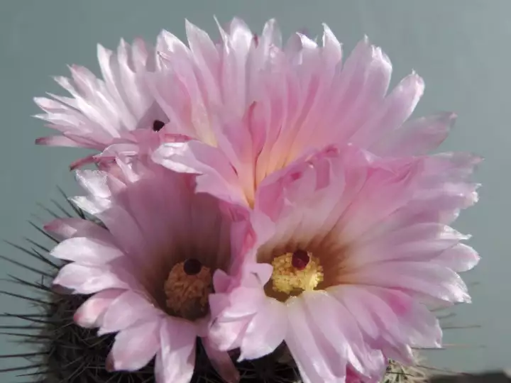 Scaled image DSCN8754.webp 