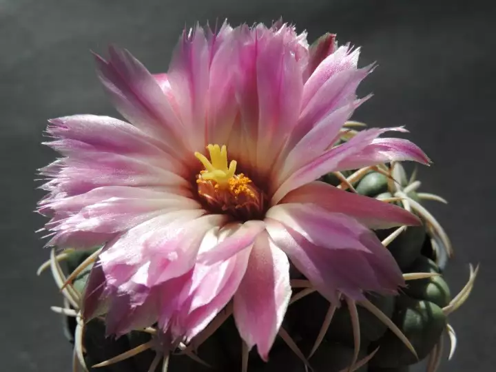 Scaled image DSCN8779.webp 