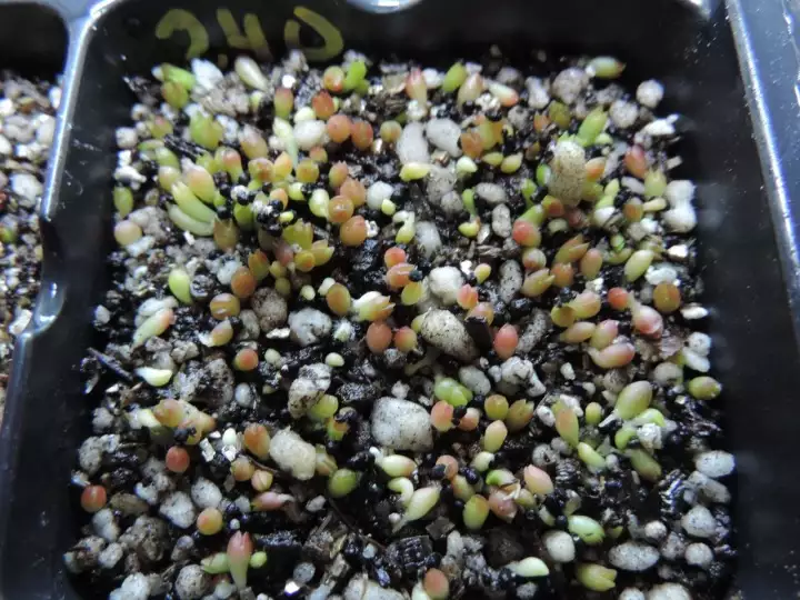 Scaled image DSCN8954.webp 