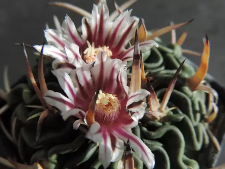 Scaled image DSCN8984_3.webp 