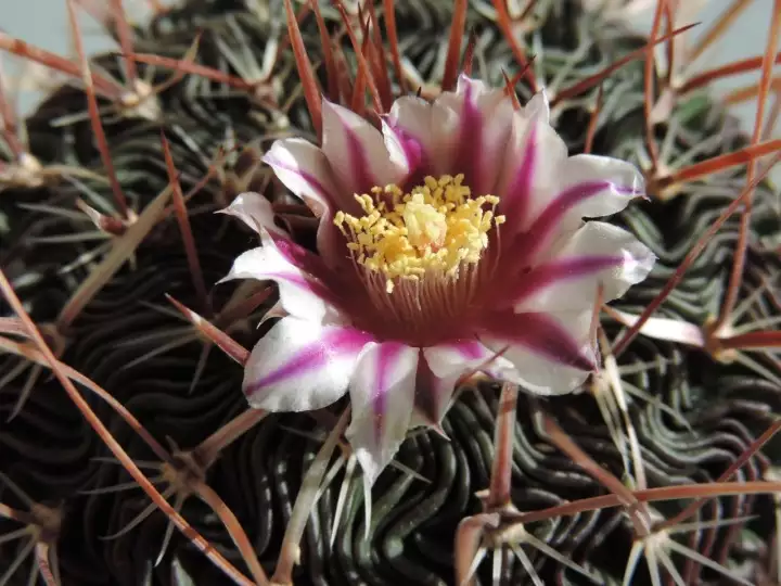 Scaled image DSCN9024_3.webp 