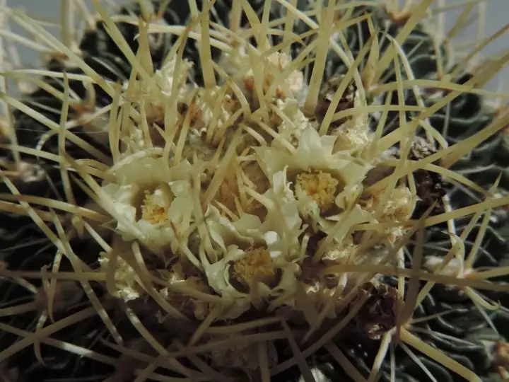 Scaled image DSCN9033_3.webp 