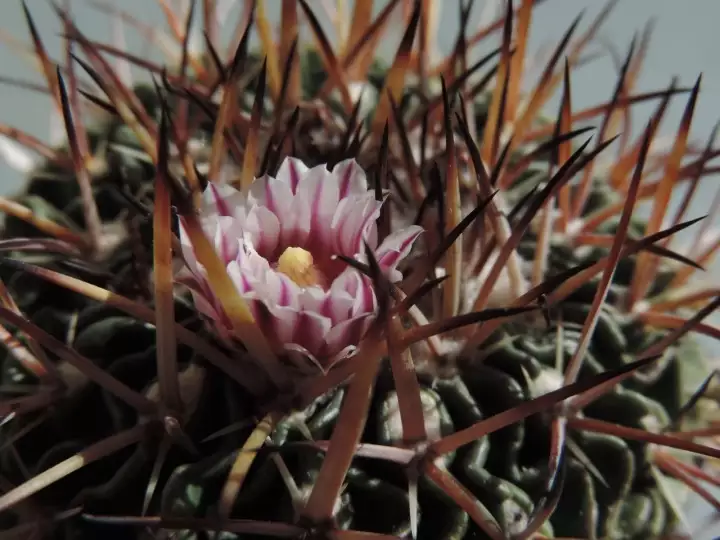 Scaled image DSCN9040_3.webp 