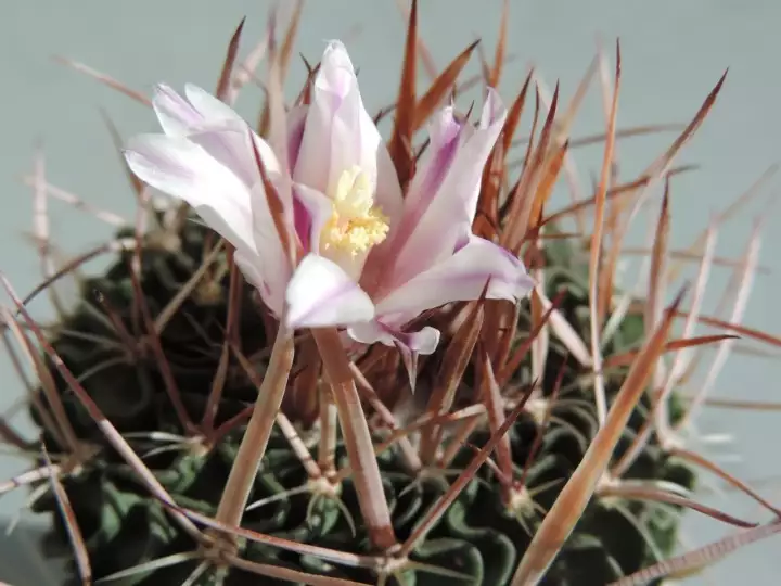 Scaled image DSCN9044_3.webp 