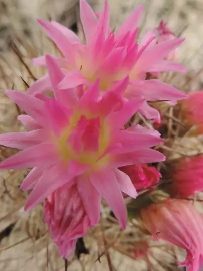 Scaled image DSCN9047.webp 