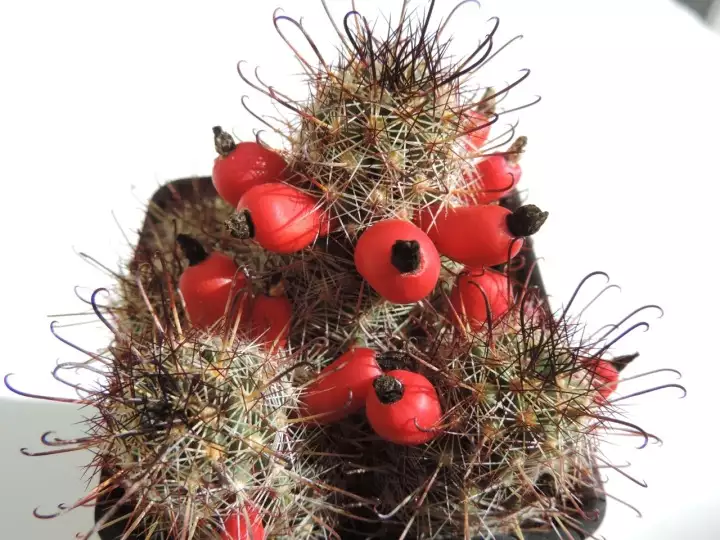 Scaled image DSCN9053.webp 