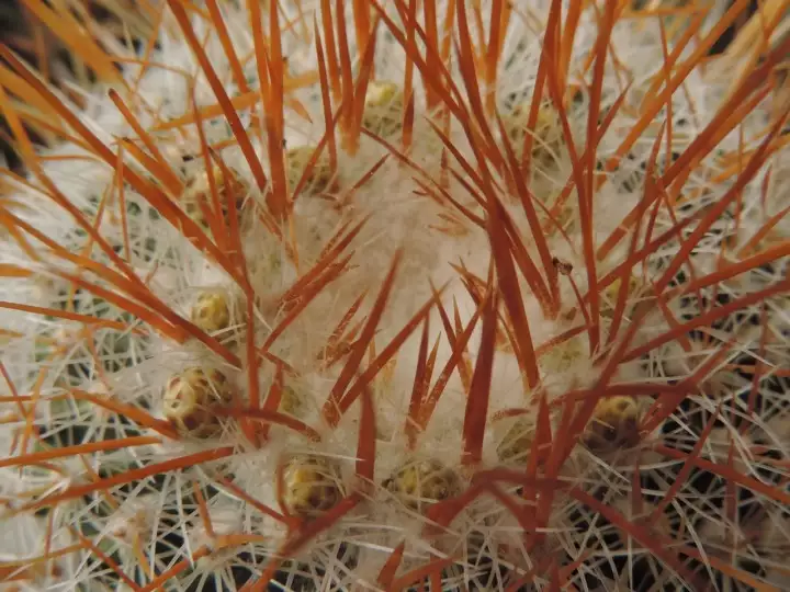 Scaled image DSCN9058.webp 