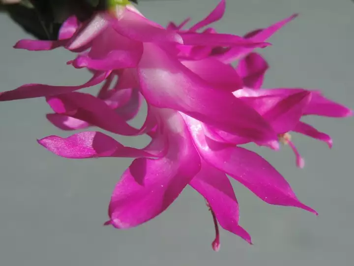 Scaled image DSCN9064.webp 