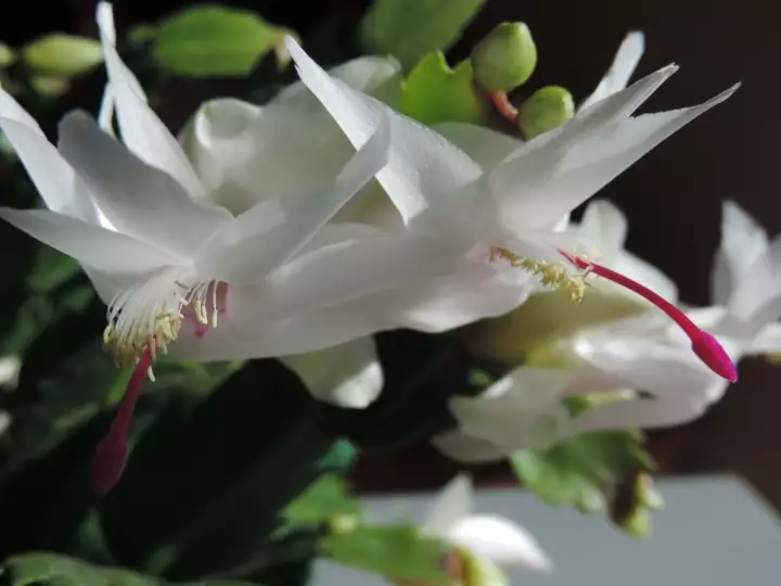 Scaled image DSCN9078.webp 