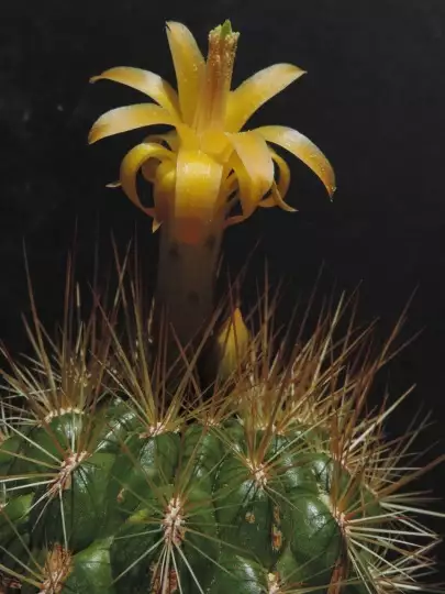 Scaled image Matucana aurantiaca MG968.12.webp 