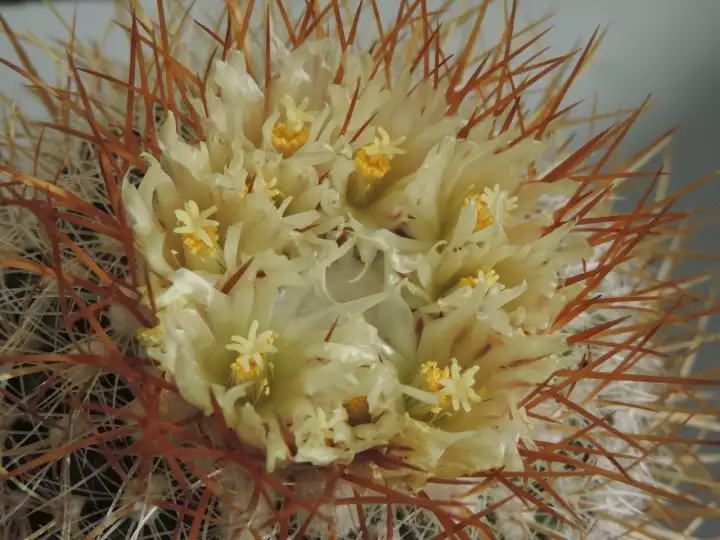 Scaled image DSCN9101.webp 