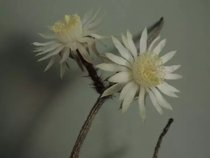 Scaled image DSCN7309.webp 