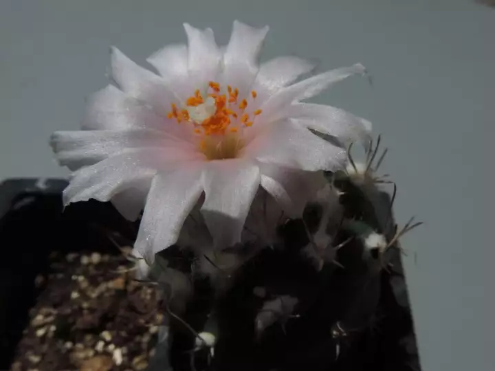 Scaled image DSCN7377_3.webp 